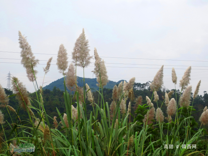 林边一丛丛，芦花伴蓝天。 - 靖西网