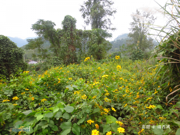 野地黄菊爆滿山，初冬盛开斗风寒。 - 靖西网