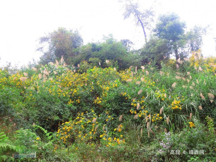 野地黄菊爆滿山，初冬盛开斗风寒。 - 靖西网