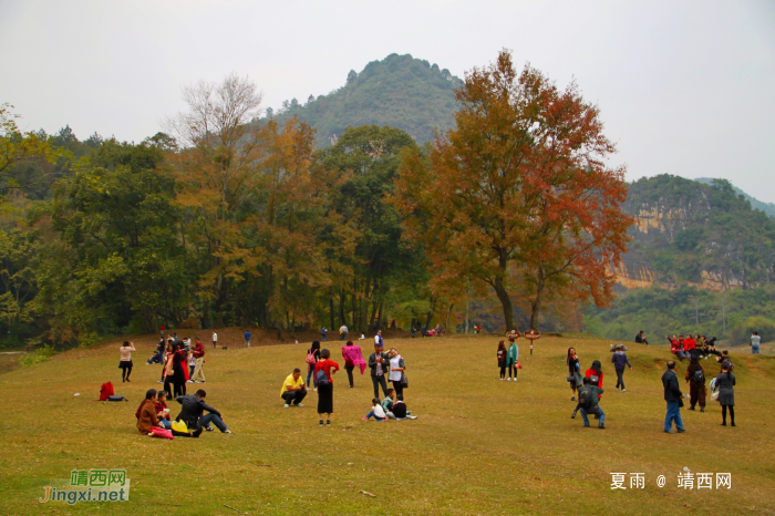 德保红枫森林公园：一年一度秋风劲，又见满山枫叶红。 - 靖西网