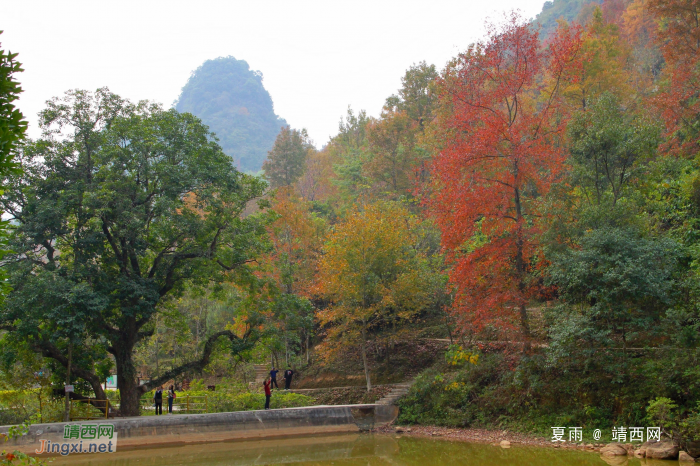 德保红枫森林公园：一年一度秋风劲，又见满山枫叶红。 - 靖西网