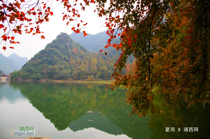 德保红枫森林公园：一年一度秋风劲，又见满山枫叶红。 - 靖西网