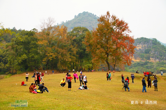 德保红枫森林公园：一年一度秋风劲，又见满山枫叶红。 - 靖西网