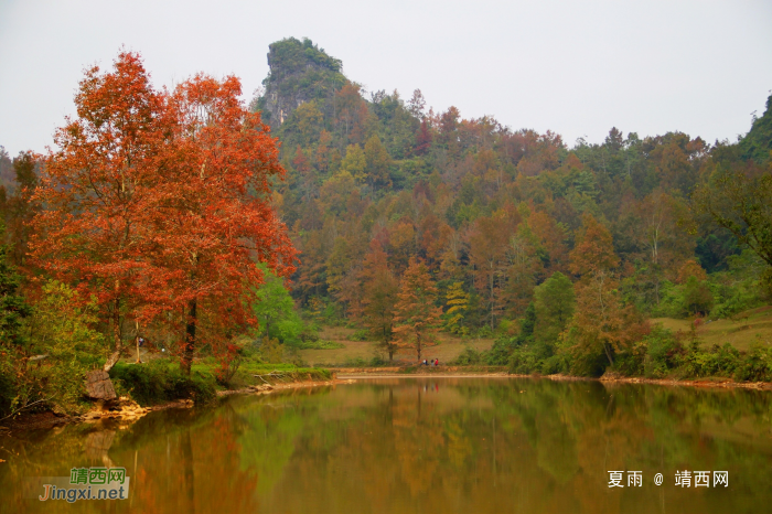 德保红枫森林公园：一年一度秋风劲，又见满山枫叶红。 - 靖西网