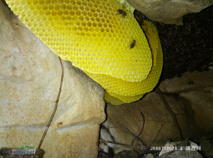 正宗山上石缝里的野蜂蜜 - 靖西网