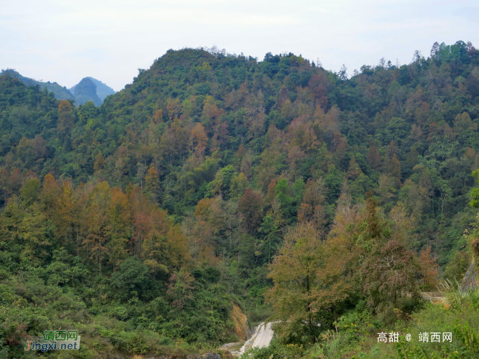 山上枫叶红 - 靖西网