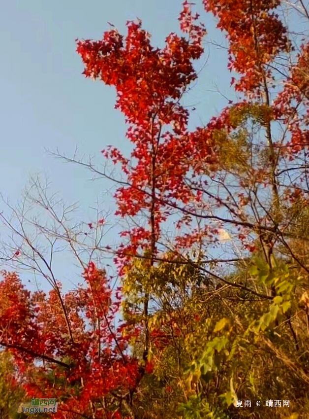 山上枫叶红 - 靖西网