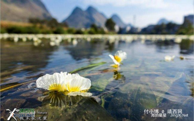 【视频】神奇美丽的靖西——有一种神奇美丽的花叫海菜花 - 靖西网