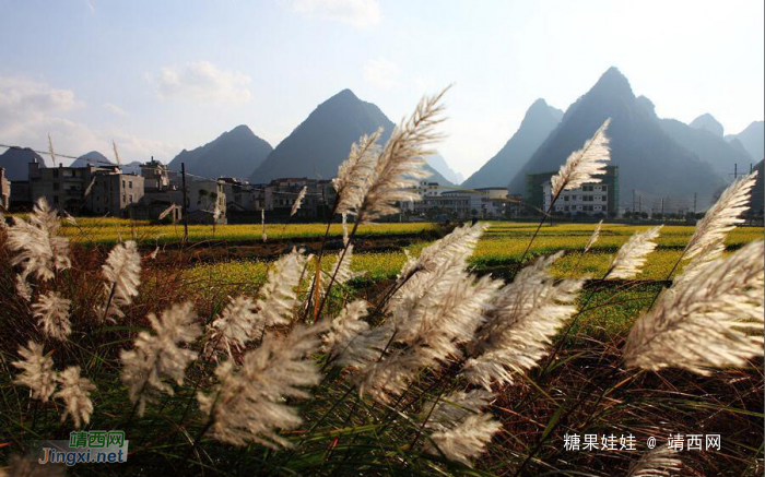 乐业县五万亩油菜花开盛似画卷 - 靖西网