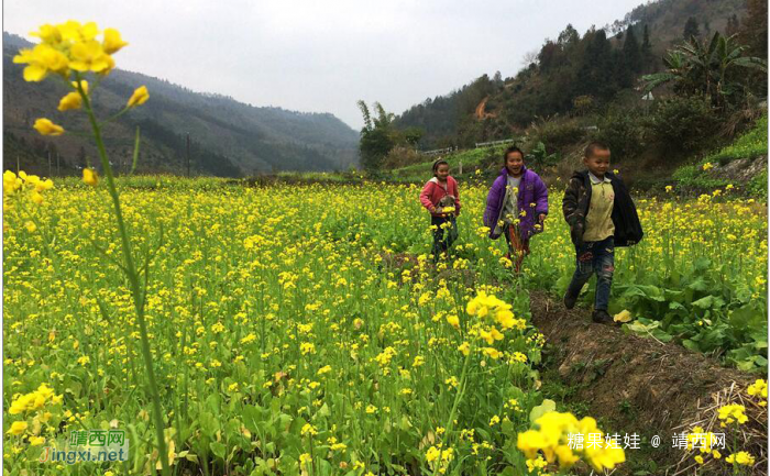 乐业县五万亩油菜花开盛似画卷 - 靖西网