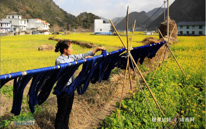 乐业县五万亩油菜花开盛似画卷 - 靖西网