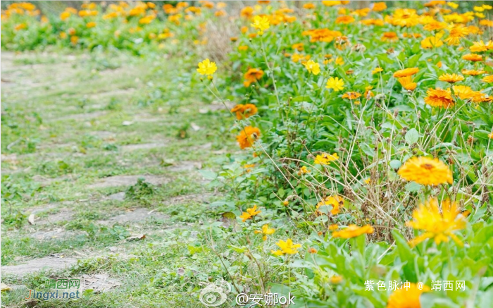 靖西：十里桃花开，三生三世 - 靖西网