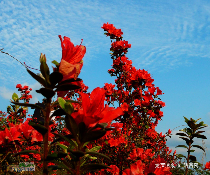 花卉 - 靖西网