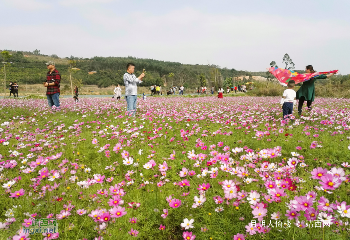 百色福禄河国家湿地公园格桑花海 - 靖西网