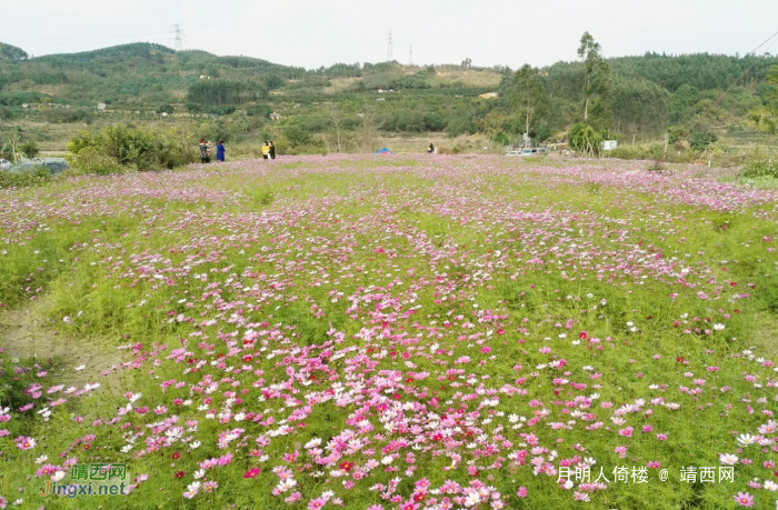 百色福禄河国家湿地公园格桑花海 - 靖西网