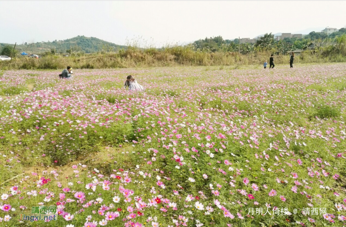 百色福禄河国家湿地公园格桑花海 - 靖西网