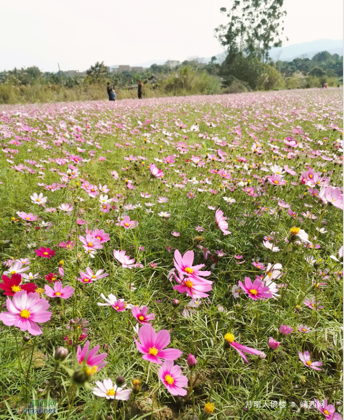 百色福禄河国家湿地公园格桑花海 - 靖西网