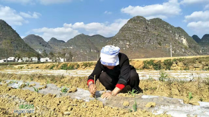 撸起袖子加油干，靖西“醉美”的老奶奶田间破膜 - 靖西网