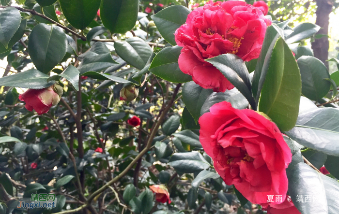 早春二月雨兼风，茶花又争展华容。 - 靖西网