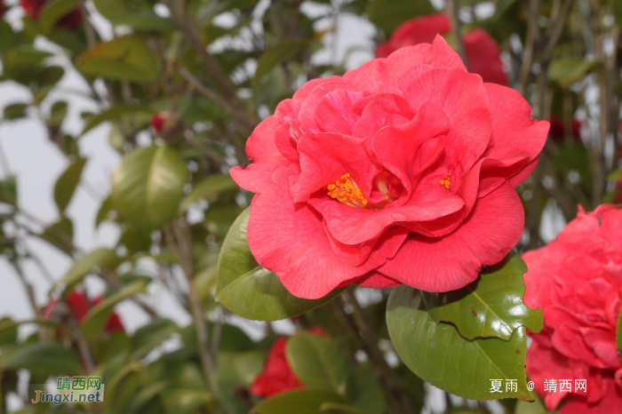 太极公园茶花竞芳菲。 - 靖西网