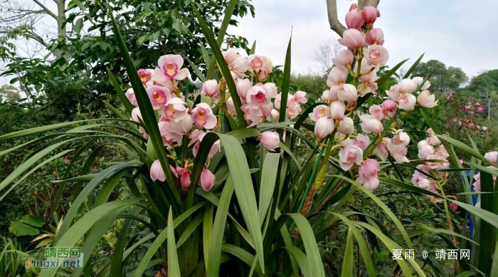 南宁青秀山兰花美景。青秀山的兰花园，是园艺现代化的体现 - 靖西网