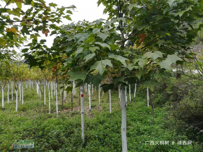 低价处理自家育苗国家二级保护植物-广西火桐树 - 靖西网