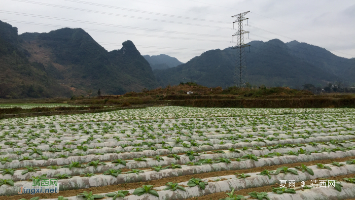 雨润门外千山绿，苗茁田野二月春。 - 靖西网