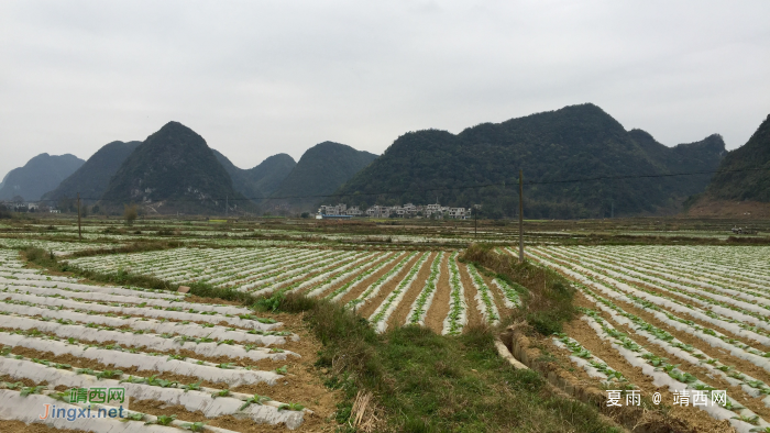 雨润门外千山绿，苗茁田野二月春。 - 靖西网