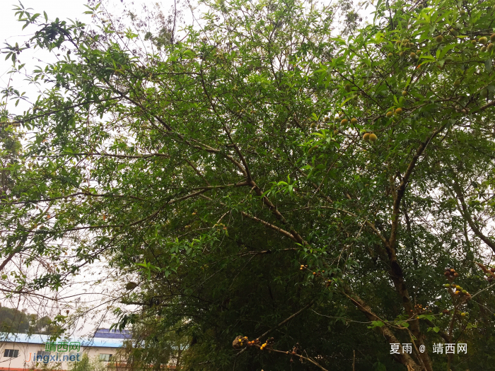 雨轻风色暴，梅子青时节。 - 靖西网