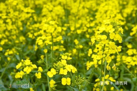 雨轻风色暴，梅子青时节。 - 靖西网