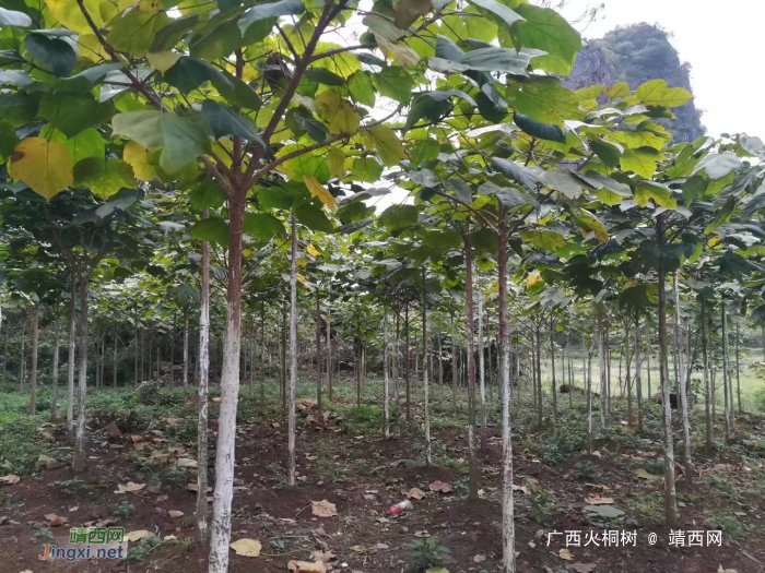 低价处理自家育苗国家二级保护植物广西火桐树 - 靖西网