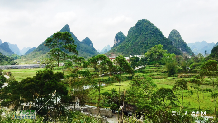 又是一年芳草绿，故乡遍地皆为春。 - 靖西网