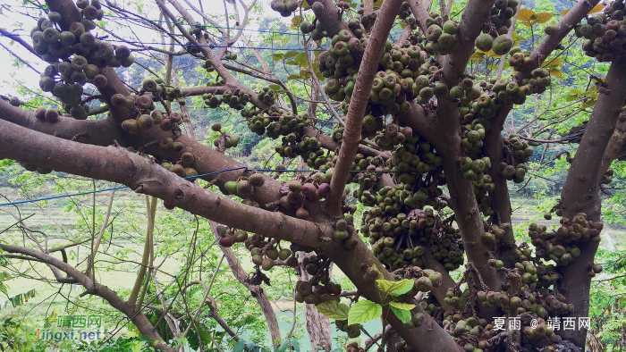 又是一年芳草绿，故乡遍地皆为春。 - 靖西网