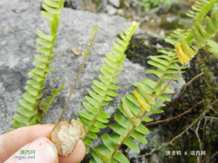 三月三扫墓摘野果，叫不上名，水份特别多 - 靖西网