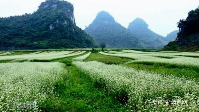 山前望田野，荞麦花如雪。 - 靖西网