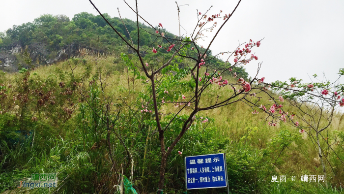 樱桃红陌上，柳叶绿池边。银山上的樱桃，龙潭边的柳树 - 靖西网