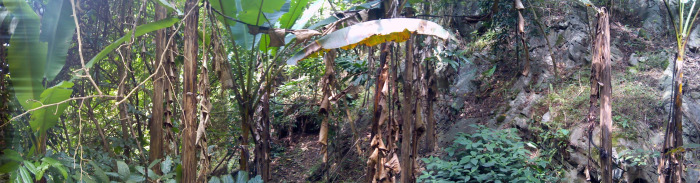 靖西魁圩一带茂密山林一游，顺便带几节野芭蕉蕊回来，野菜野果有钱都买不到 - 靖西网