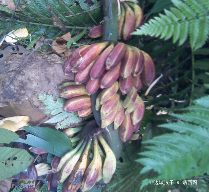 靖西魁圩一带茂密山林一游，顺便带几节野芭蕉蕊回来，野菜野果有钱都买不到 - 靖西网