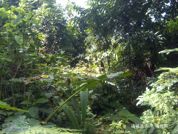 靖西魁圩一带茂密山林一游，顺便带几节野芭蕉蕊回来，野菜野果有钱都买不到 - 靖西网