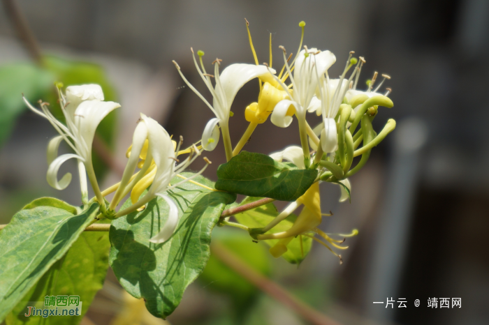 金银花 - 靖西网