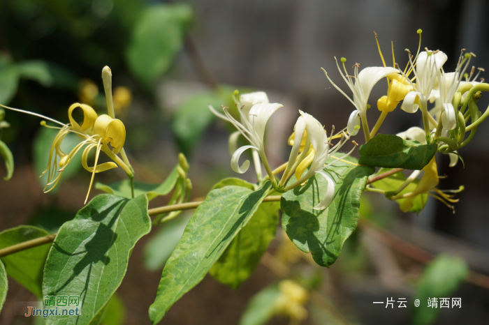 金银花 - 靖西网