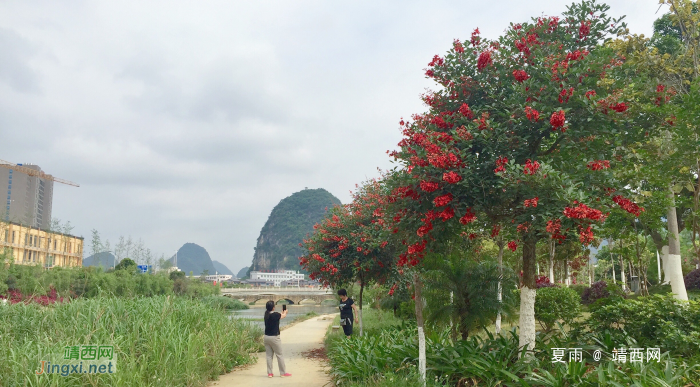 靖西湿地公园花正艳 - 靖西网