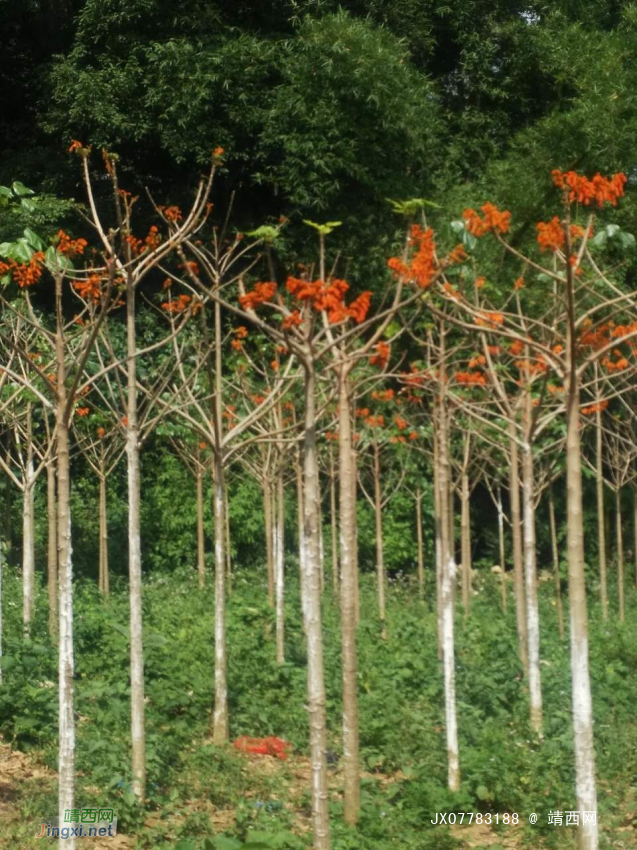 低价处理自家育苗国家二级保护植物广西火桐树 - 靖西网
