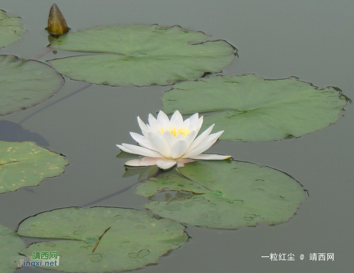 莲花初出水 - 靖西网