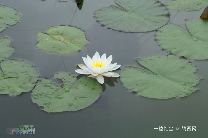 莲花初出水 - 靖西网