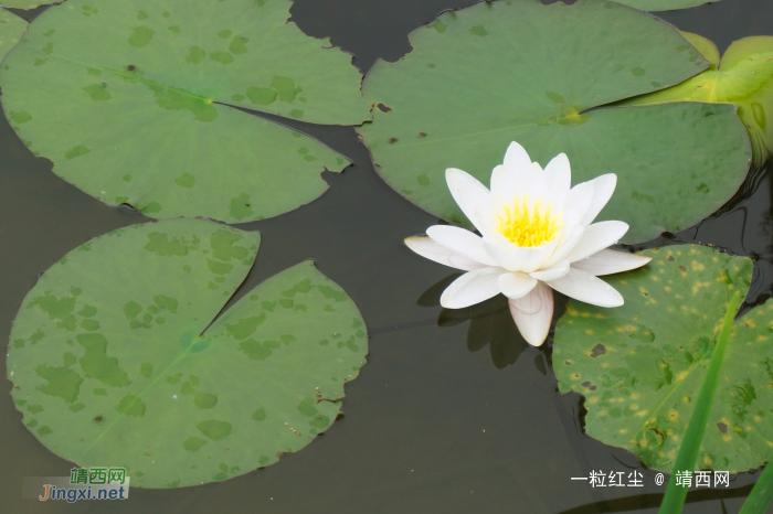 莲花初出水 - 靖西网