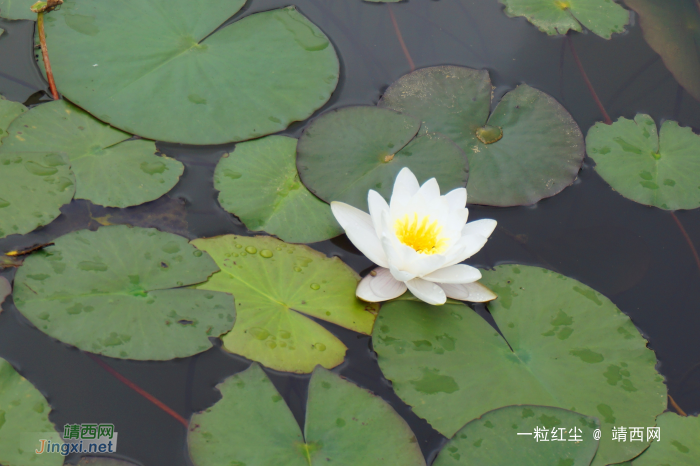 莲花初出水 - 靖西网