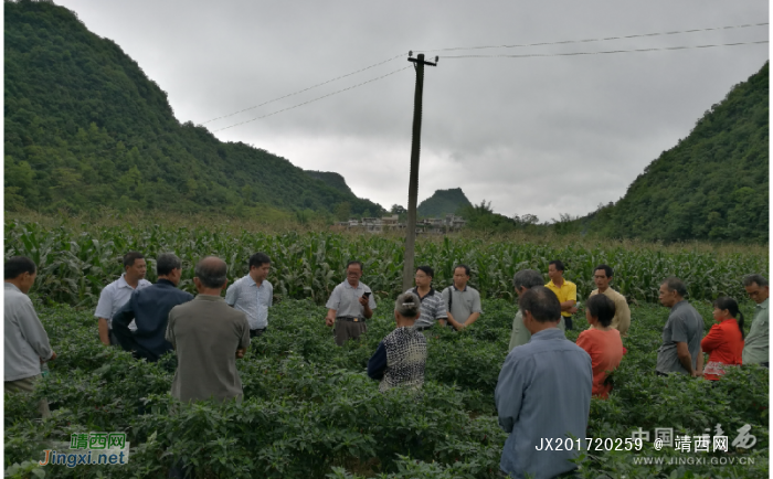 靖西开展一系列农村实用技术培训活动 - 靖西网