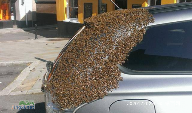 女子汽车被蜜蜂围攻，原来这样子也可以把蜜蜂引来 - 靖西网