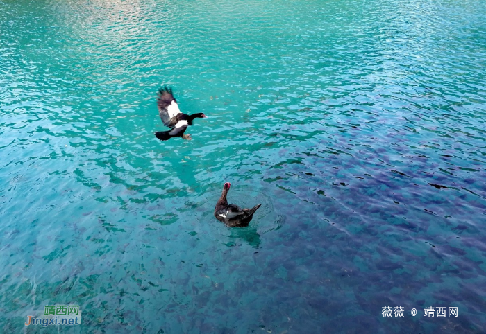 靖西三大景：龙潭，旧州，鹅泉 - 靖西网